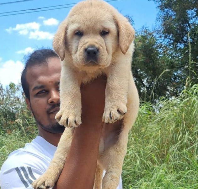 Lively Labrador puppies price in chennai.