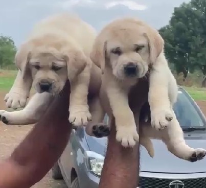 smartLabrador Retriever Puppies For Sale in Chennai.