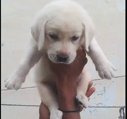Healthy Puppies Available in Chennai.
