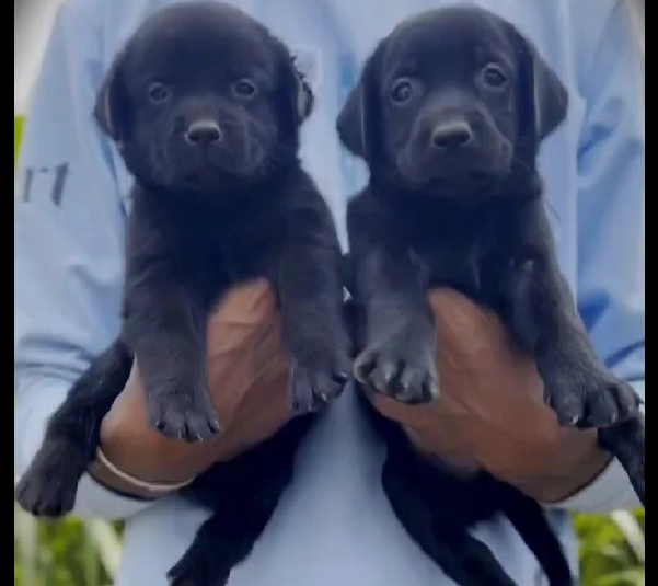 Intelligent Labrador retriever puppies available in your city.