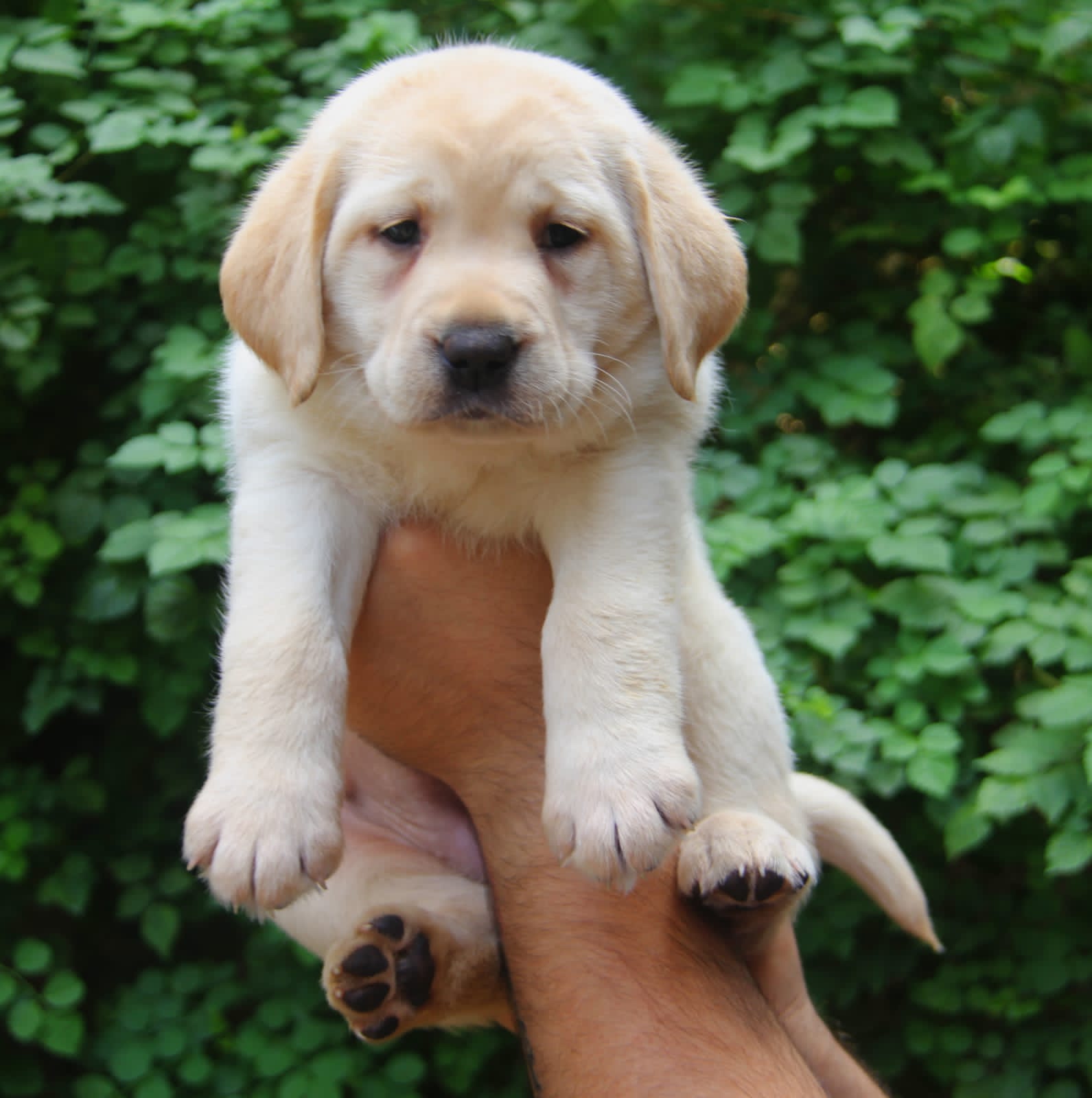 Healthy Labrador Retriever Puppies For Sale