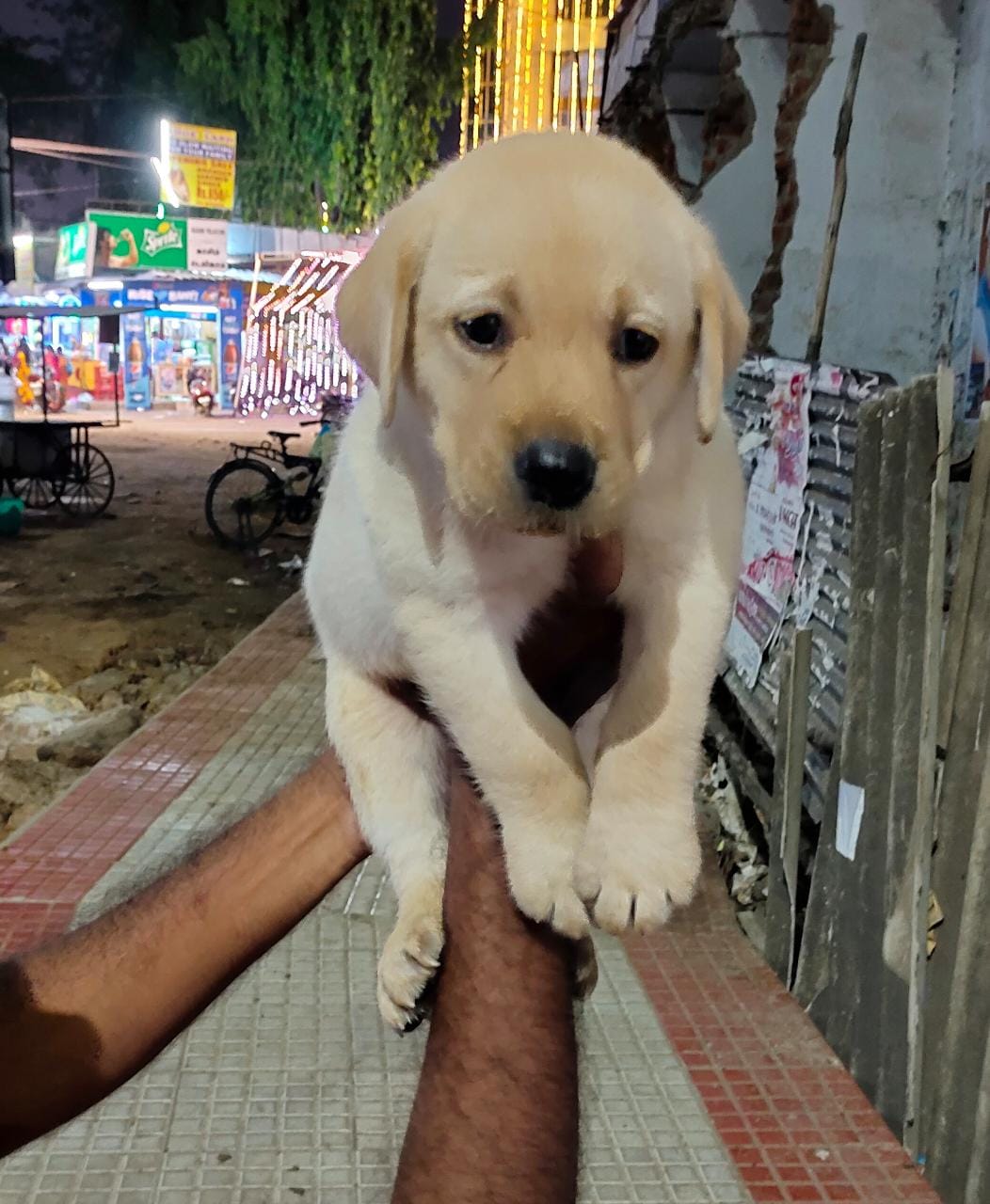 Kid friendly Labrador Retriever Puppies For Sale In Chennai.