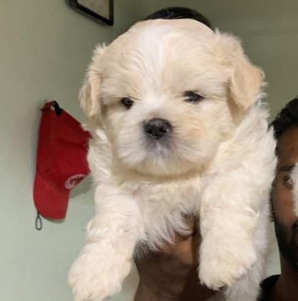 Lhasa Apso male puppy price in Ahmedabad