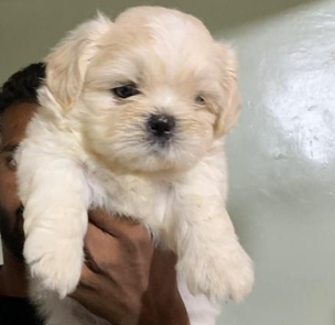 Lhasa Apso dog price in Ahmedabad