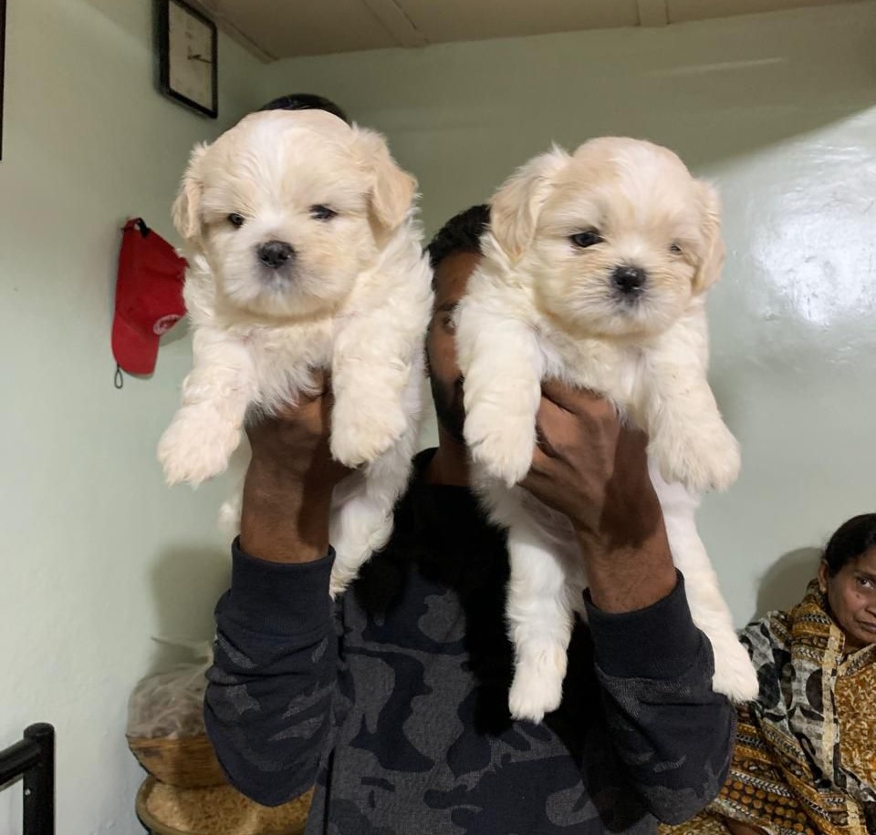 buy Lhasa Apso online in Ahmedabad