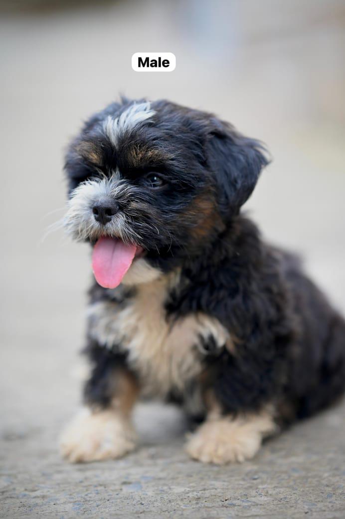 Lhasa Apso dog kennel in Ahmedabad