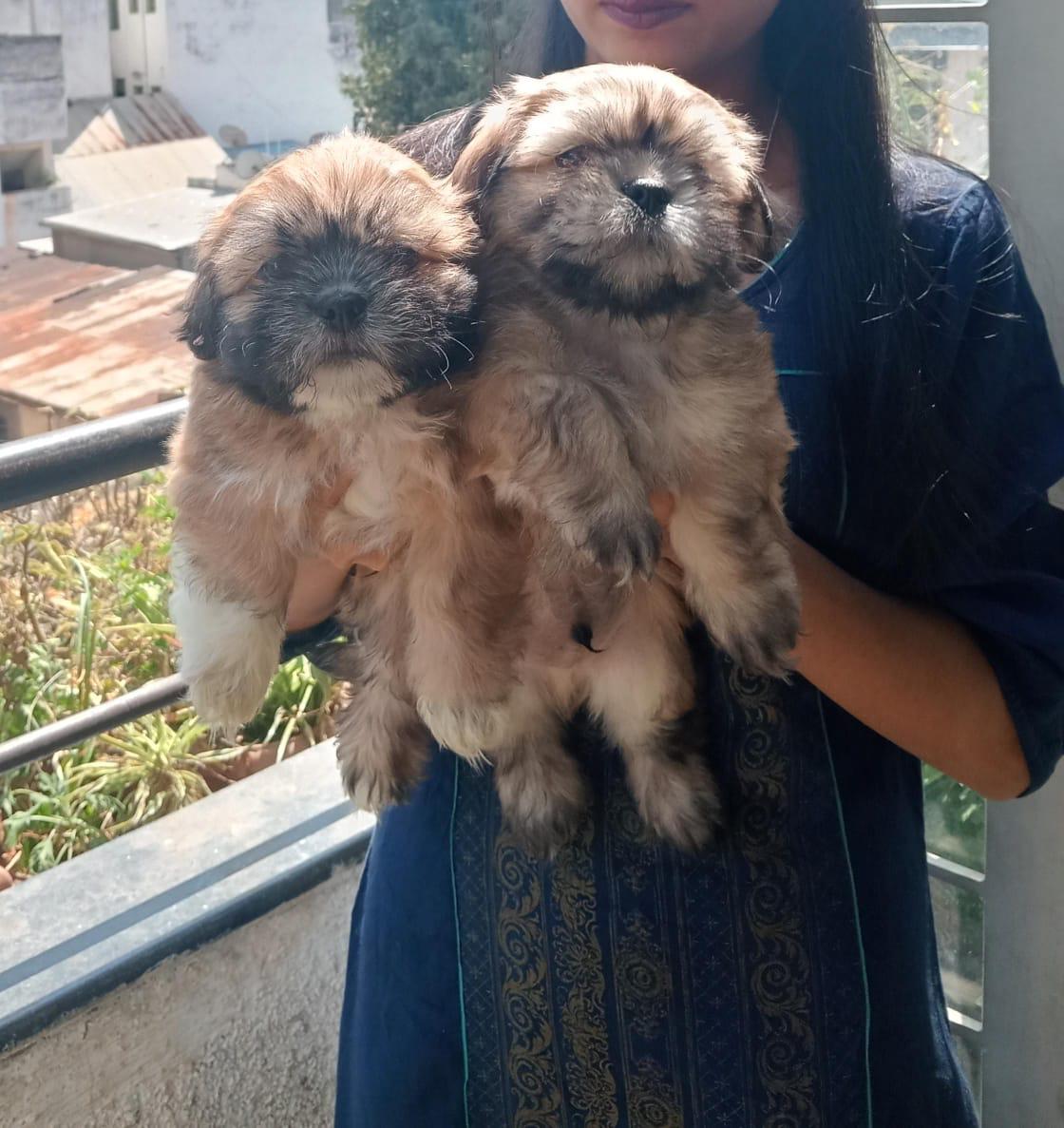 Lhasa Apso pet shop in Ahmedabad