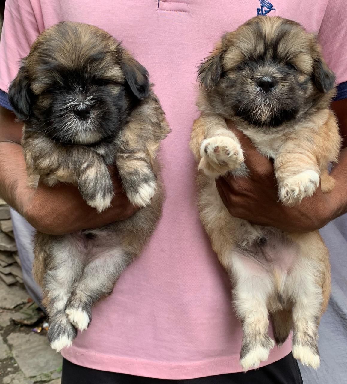 Lhasa Apso price in Bangalore