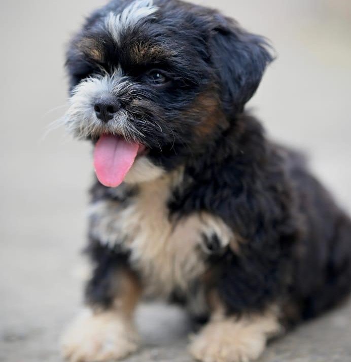 Lhasa Apso dog price in Bangalore