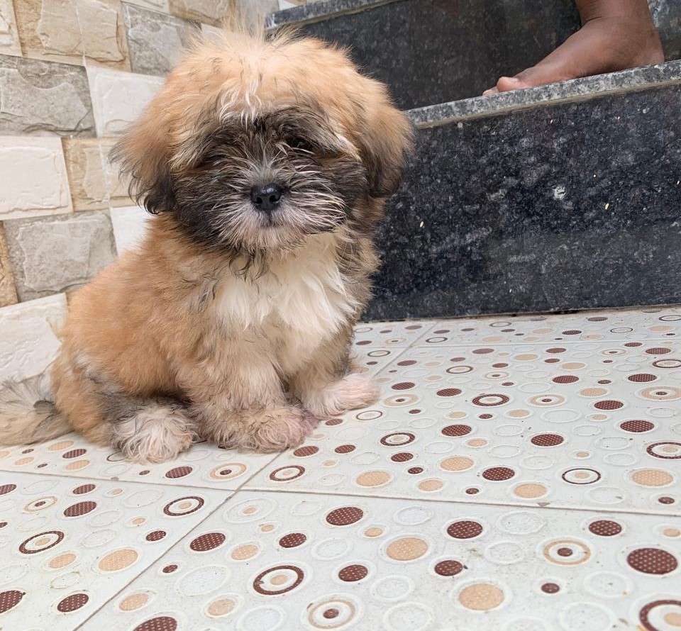 Lhasa Apso dog for sale in Bangalore