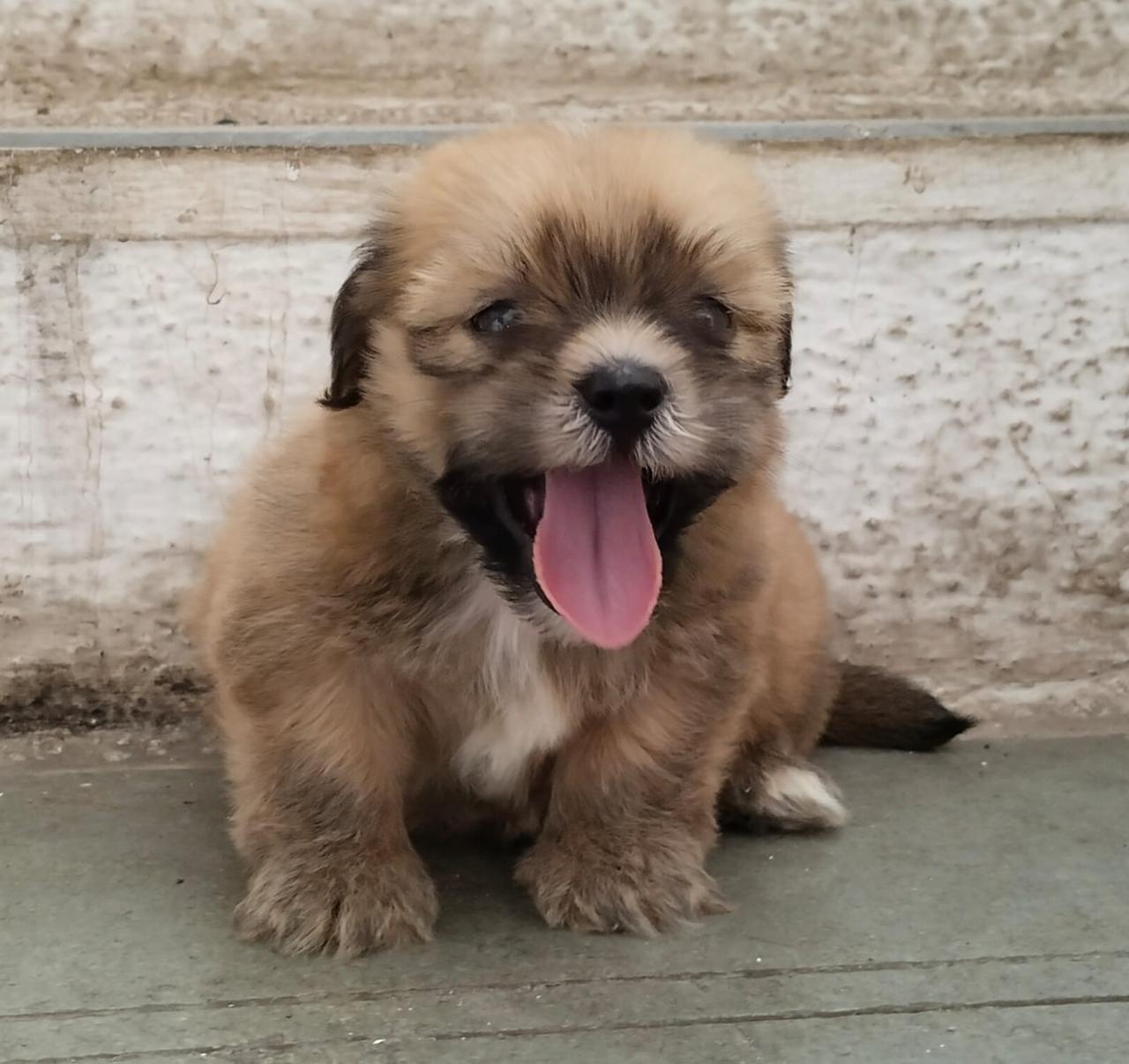 Lhasa Apso dog kennel in Bangalore