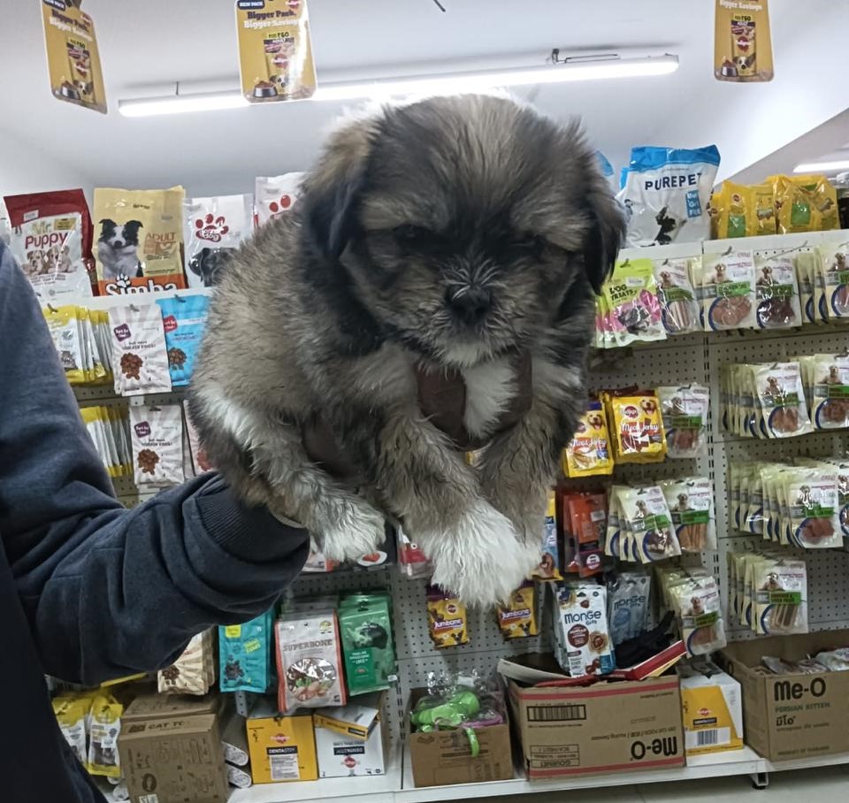 Lhasa Apso pet shop in Bangalore