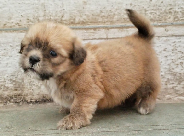 Lhasa Apso Puppies for sale in india