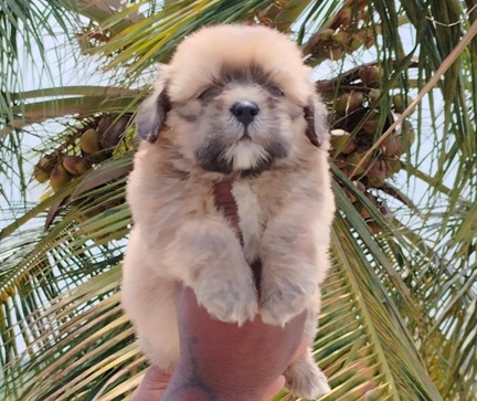 Lhasa Apso puppy price in india