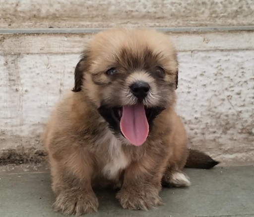 Lhasa Apso Puppies Price in india