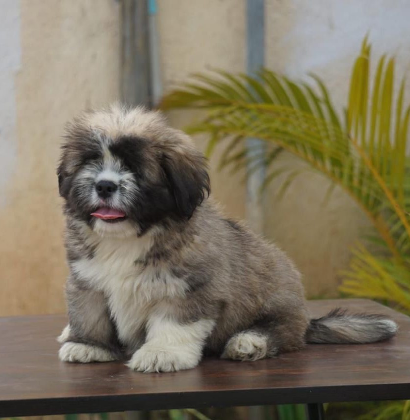 Lhasa Apso price in India