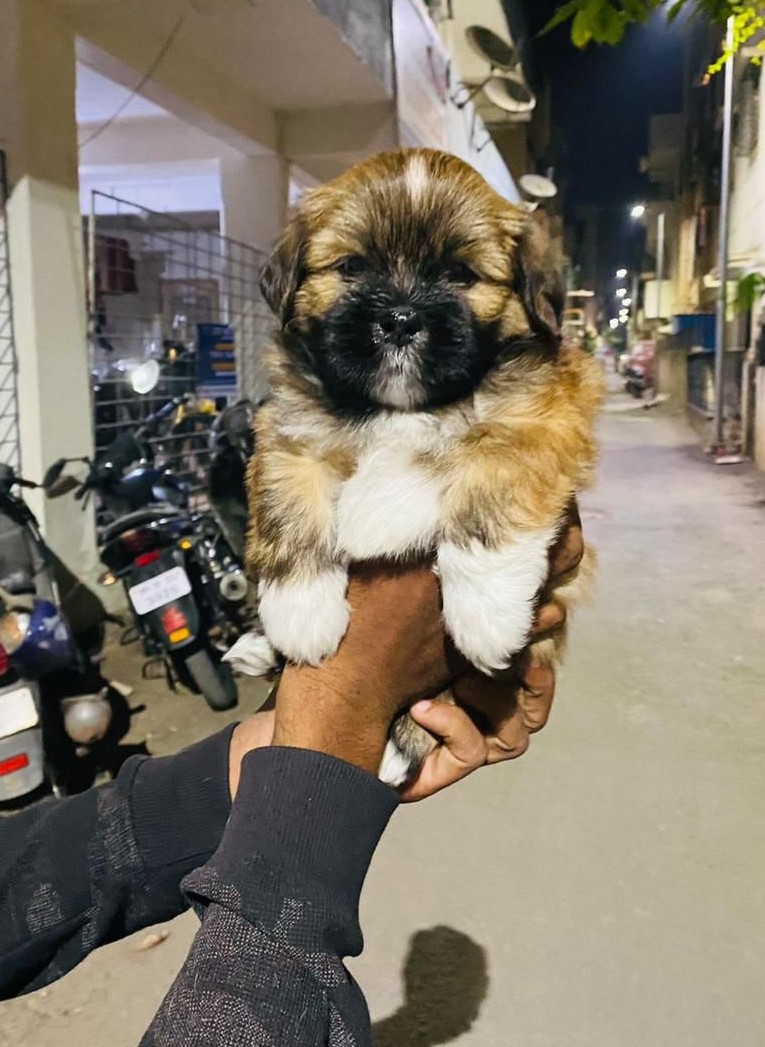 Lhasa Apso male puppy price in India