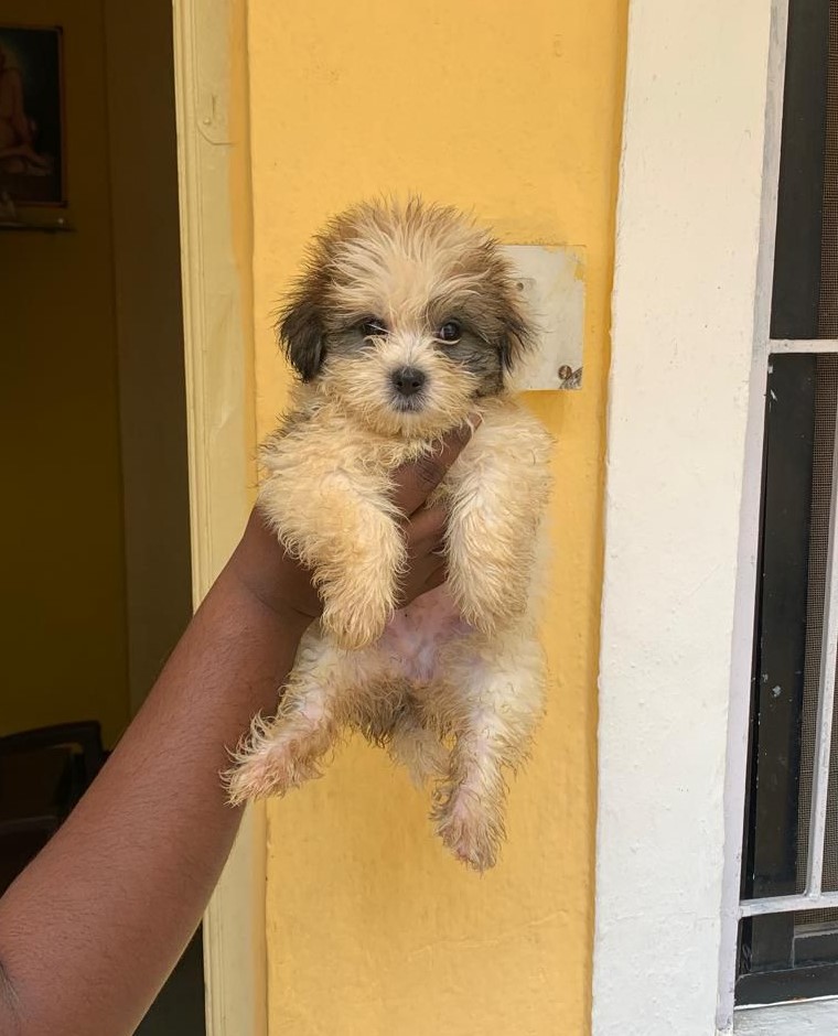 Lhasa Apso dog price in India