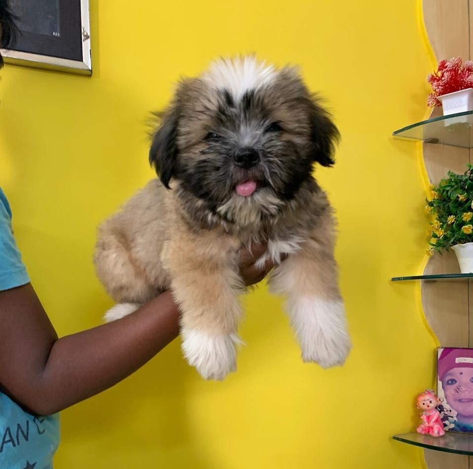 buy Lhasa Apso online in India