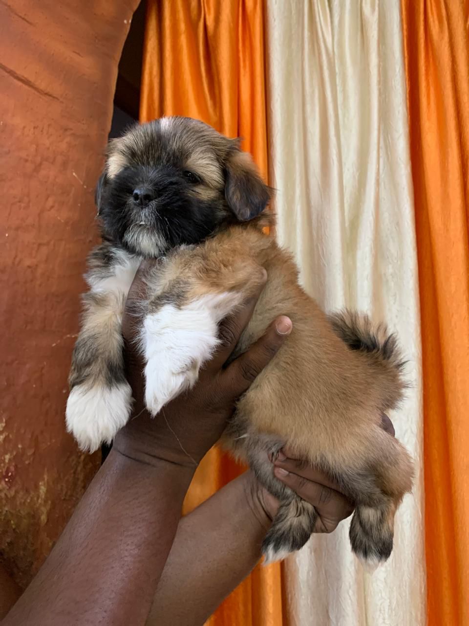 Lhasa Apso online pet store in India