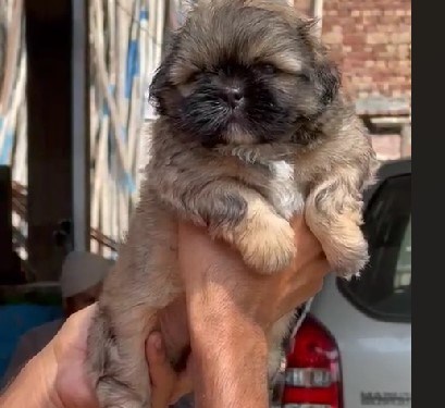 Lhasa Apso dog kennel in India