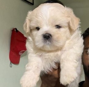 Lhasa Apso female puppy price in India