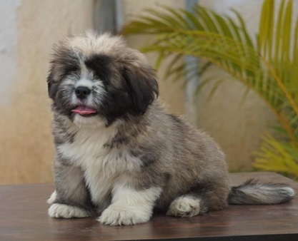 lhasa apso price in pune.