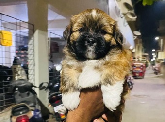 lhasa apso puppy price in pune.