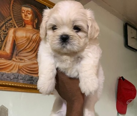 Lhasa Apso dog for sale online in Pune