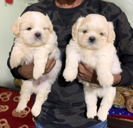 Lhasa Apso dog price in Pune