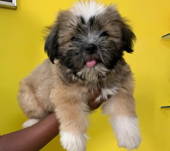 Lhasa Apso dog breeder in Pune