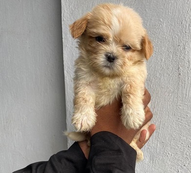 Lhasa Apso male puppy price in Pune