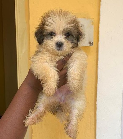 Lhasa Apso pet shop in Pune