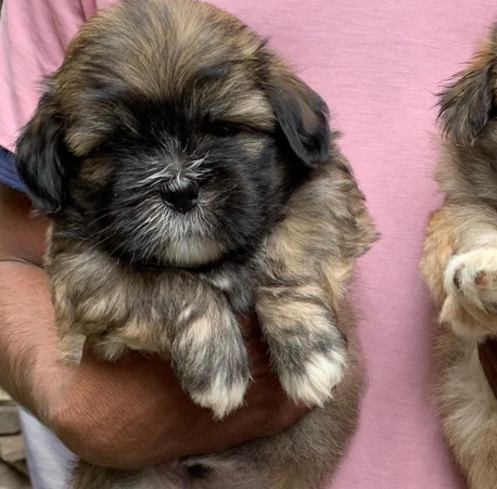 lhasa apso price in visakhapatnam andhra pradesh