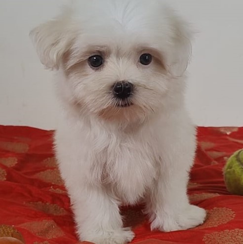 lhasa apso price in visakhapatnam andhra pradesh