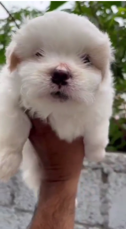 Lhasa Apso puppy for sale in Kolkata