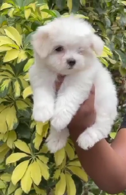 Healthy Maltese