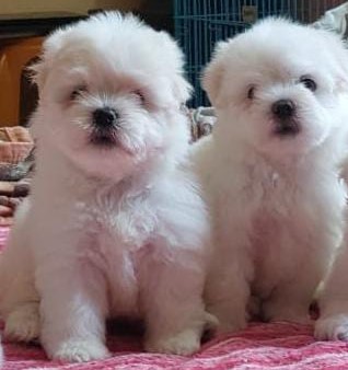 Maltese Puppies price in Bangalore