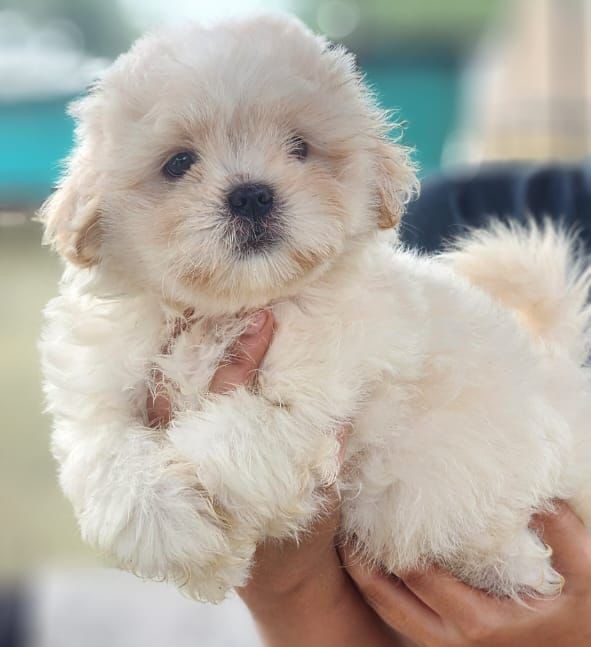 Maltese puppies for sale in Bangalore