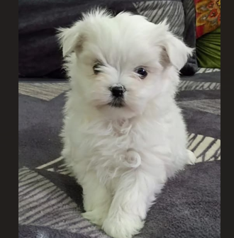 Maltese dog kennel in India