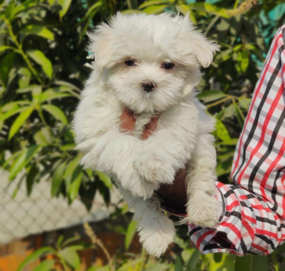 Maltese dog for sale online in India