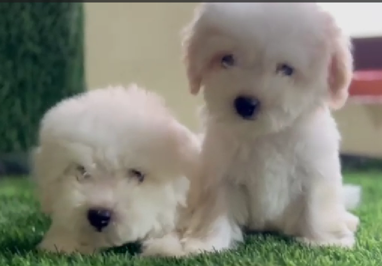 Buy Maltese dog online in India