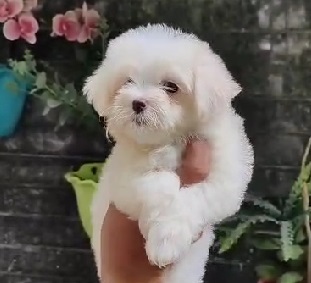 Maltese puppy price in kolkata