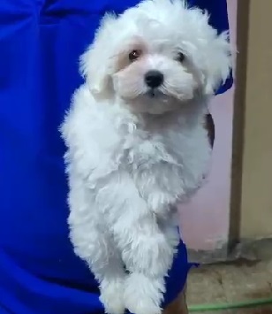 Maltese Puppy price in Pune