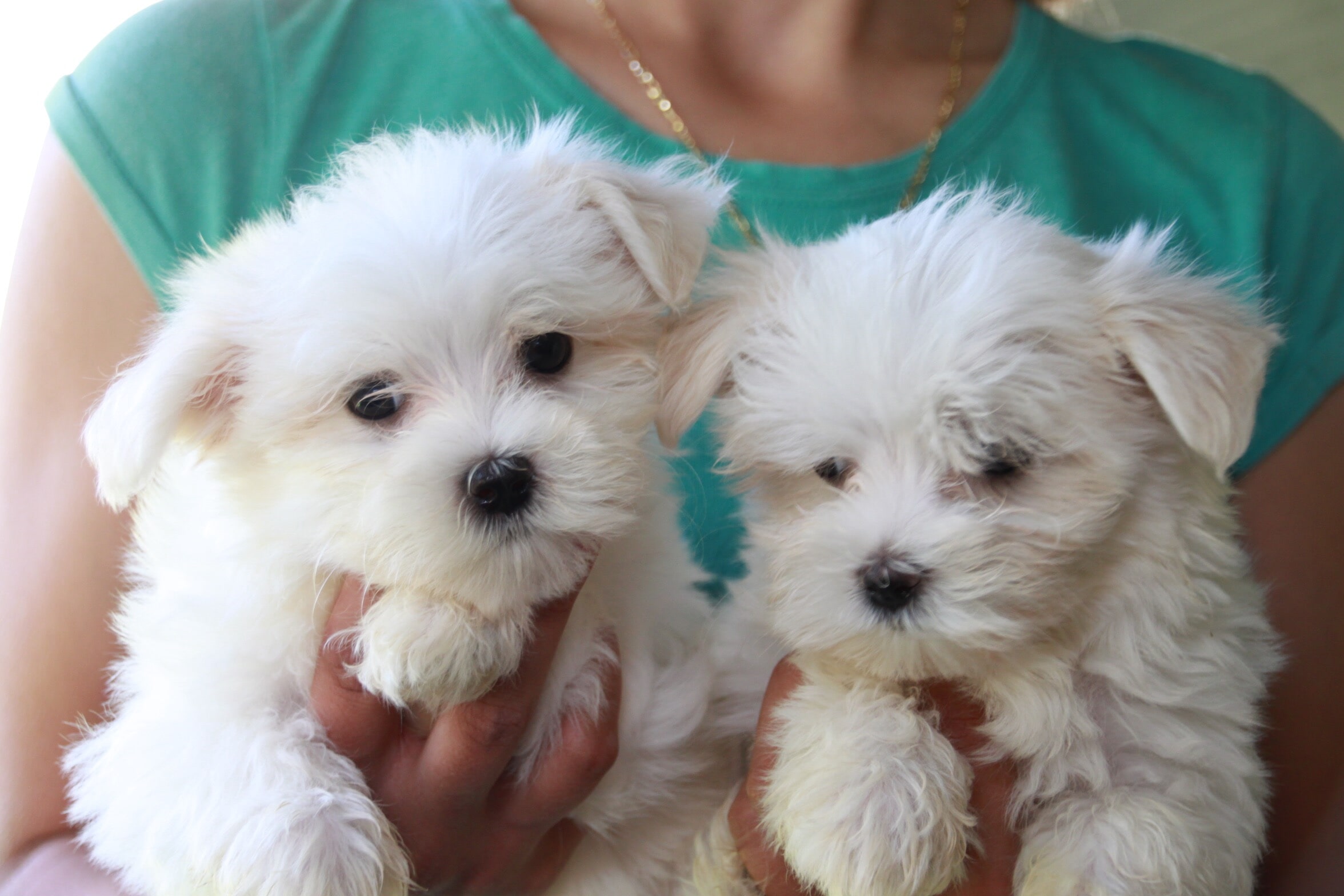 Maltese dog price in Pune