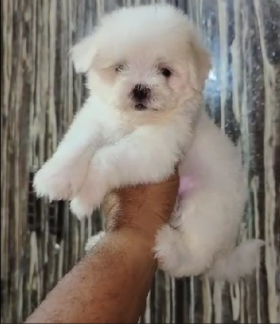 Maltese dog breeder in Pune