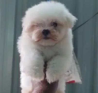 Maltese male puppy price in Pune