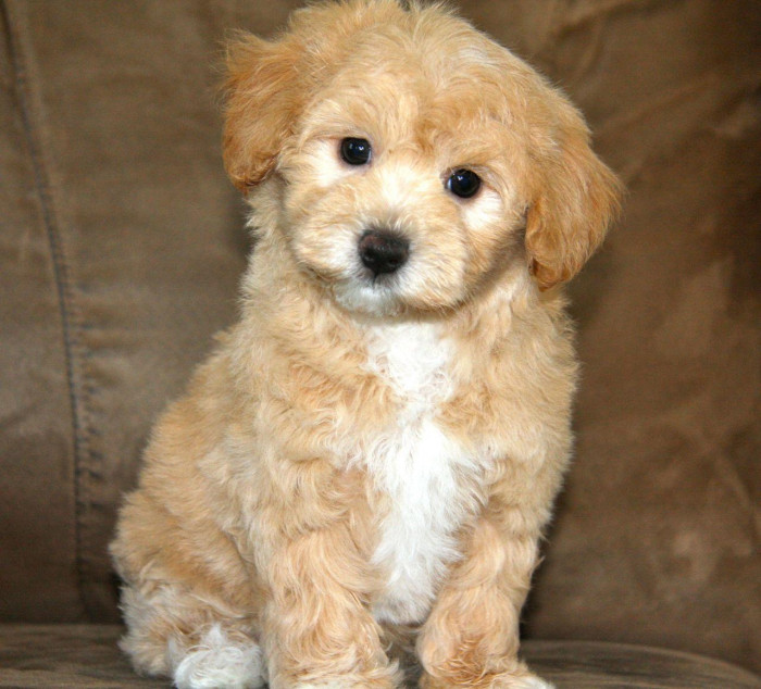 Maltipoo male price in Margao-Goa