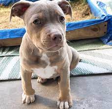 Pitbull male puppy price in Ahmedabad