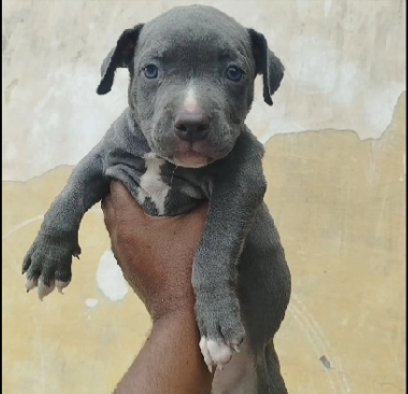 Pitbull dog price in Ahmedabad